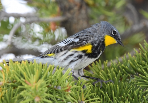 close-up shot of a yellow-rumped warbler