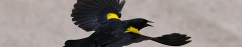 A yellow-shouldered blackbird in flight, wings spread wide. The bird's bill is open, indicating that it is vocalizing.