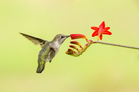 Anna's hummingbird sipping nectar from red flower