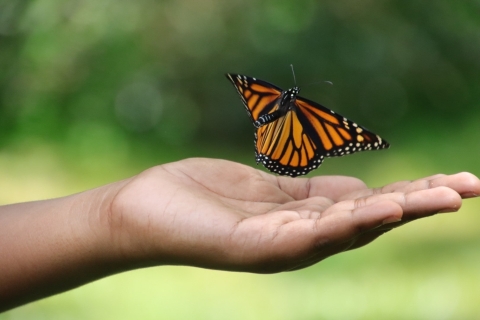 Outstretched hand holds a monarch butterfly