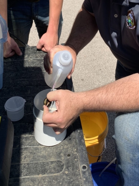 Extraction of glochidia from a brood mussel