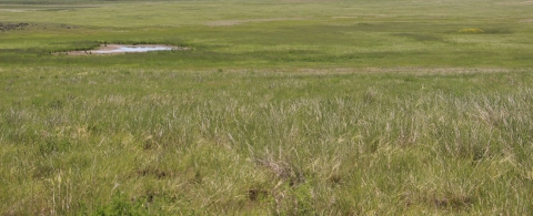 A small wetland within a green grassland is pictured.