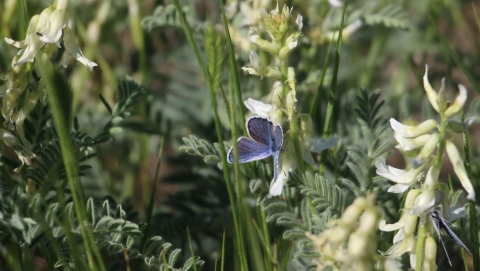 A small blue butterfly sits on a white wildflower.