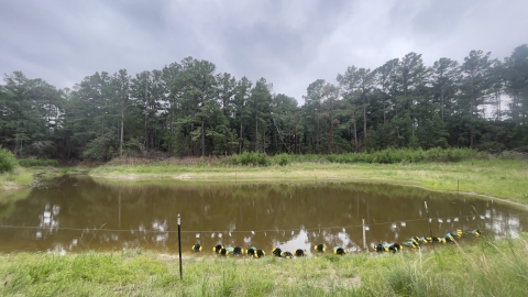 Loblolly pine ecosystem in Bastrop County, Texas