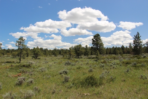 A filed of green grass and shrubs leading into a pine woodland under blue skies with white puffy clouds is shown.