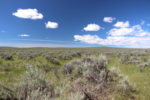 Sagebrush mixed with green grass under blue skies with white clouds is shown.