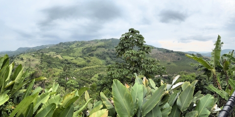 Leafy green plants are in the foreground, a large tree in the mid-ground, and a hillside covered in green plants and areas of cultivation. 