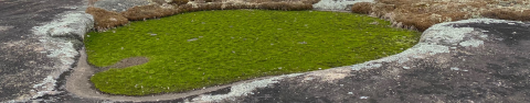 A grass-like pool surrounded by rock.