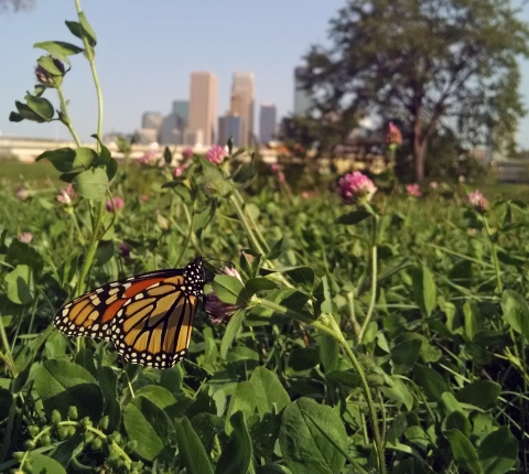 Monarch butterfly with black orange stripes with white dots on a purple flower, far in the distance are a group of high-rise buildings