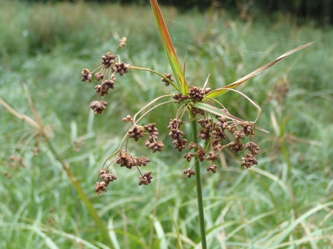 closeup of the drooping flower head of a thin, green wetland plant