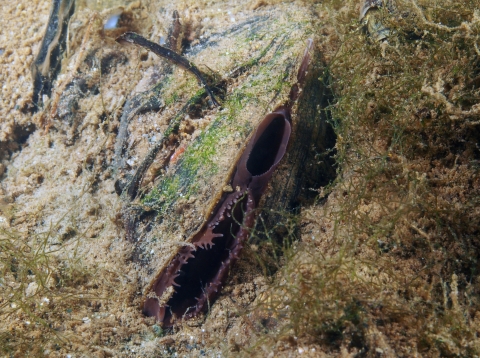 Western ridged mussel underwater