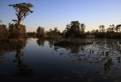 Okefenokee Swamp is quiet at sunset.