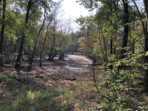 Sunny spot of old growth forest on Bowie State property