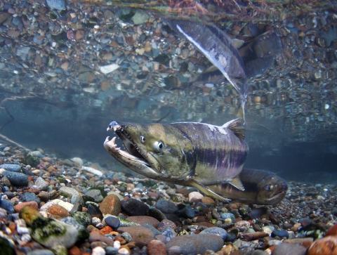 A chum salmon swims towards the viewer through crystal clear water. The river bed is gravelly and reflected on the surface of the water