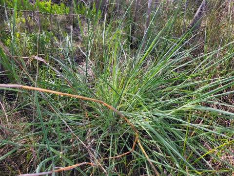 Florida pineland crabgrass is a blue-green perennial clumpgrass that grows up to 3 feet tall in clumps 3 feet wide with densely hairy leaves up to 5 inches long. It only occurs in pine rocklands, marl prairie, cypress habitat, and transitional habitats in the Everglades in Miami-Dade and Monroe counties.