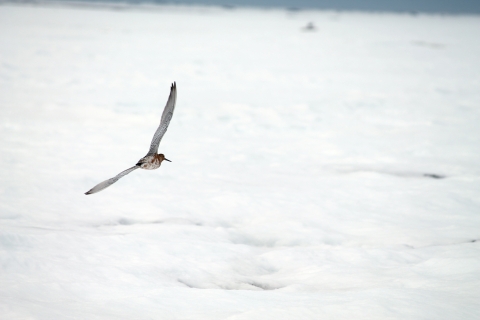 A Bar-tailed godwit flies over a field of snow.