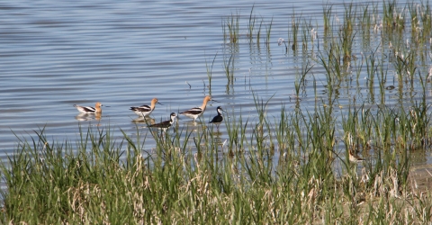 Wading birds in water with cattails are shown.