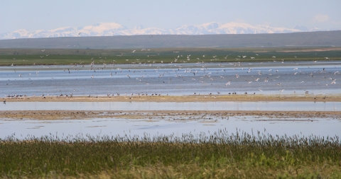 A group of gulls flying about an exposed mudflat interspersed with water is shown.