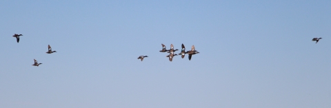 A group of ducks flies in the air.