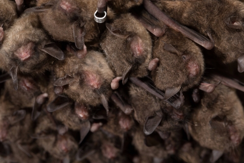 cluster of bats