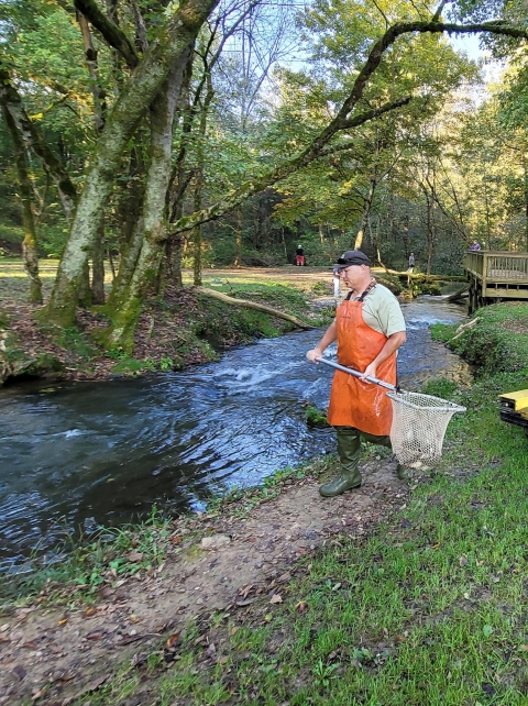 Jerry Short stocks Hatchery Creek with a net full of rainbow trout