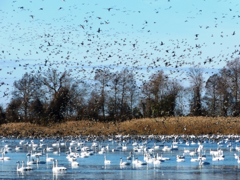 Birds on, and above, a lake.