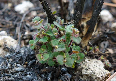 Pineland sandmat is a tiny perennial herb with a red stem and delicate, yellow flowers that grows in pine rocklands on the Miami Rock Ridge in Miami-Dade County, Florida. 