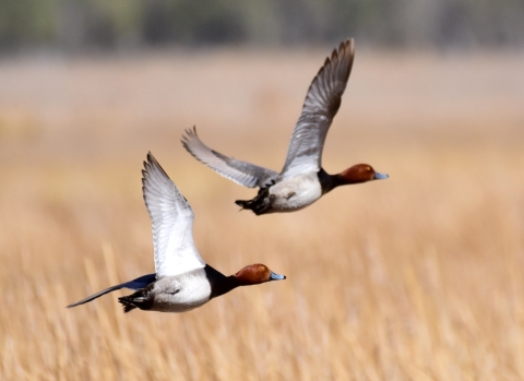 A pair of Redhead Ducks flying