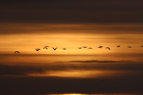 Sandhill Cranes night migration Huron Wetland Management District