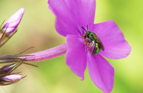 A green sweat bee on bright pink phlox flower