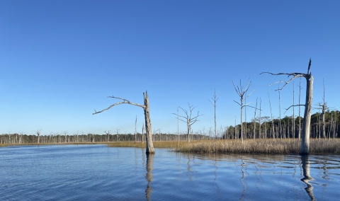 A salt marsh.