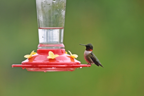 A male ruby-throated hummingbird perches on the edge of a red hummingbird feeder with yellow flowers. The bird is small, with tiny legs and a long, pointy bill. It has a green back and cap, red throat, and white belly.