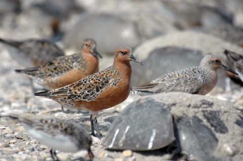 birds with orange chests and mottled brown backs on a beach with horseshoe crabs