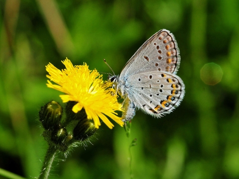 Karner blue butterfly on yellow flower