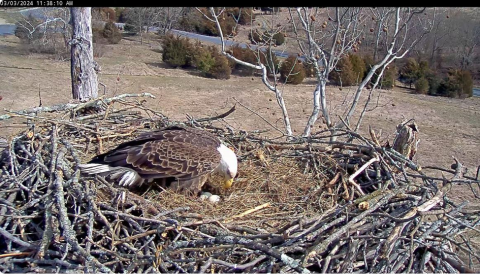 Eagle in nest with 3 newly laid eggs