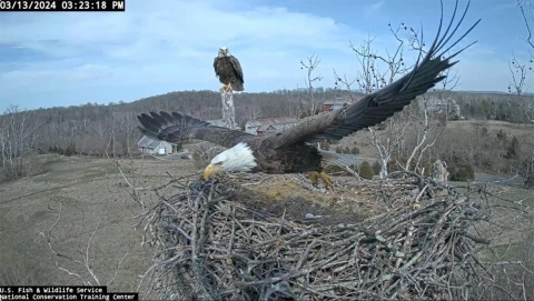 Female eagle flying away from nest. A male eagle looks on from a tree branch.