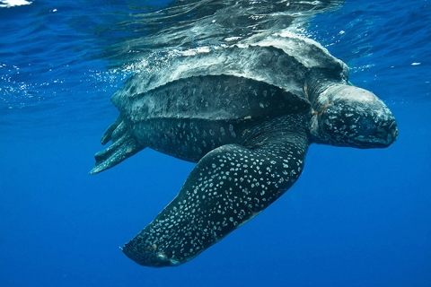 Leatherback sea turtle swimming at ocean surface