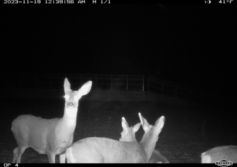 Trail camera footage of deer crossing wildlife overpass at night.