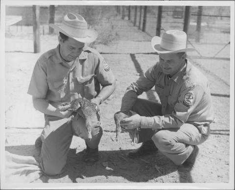 Pair pf Mexican Black Ducks being held by two Refuge personnel.