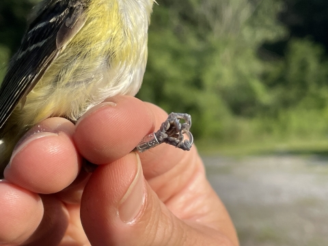 Songbird with band on its leg being held by a bird bander.