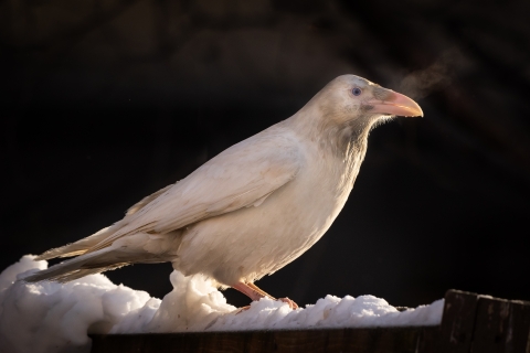 a white bird with blue eyes standing in snow