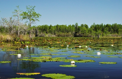 Lily pads in the swamp.