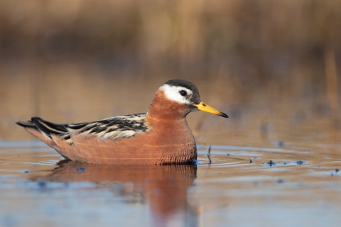 A red bird with pointy yellow bill and a white mask swims in a pond.