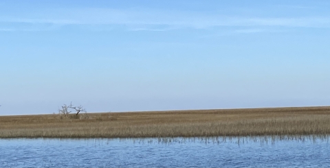 Salt marsh.