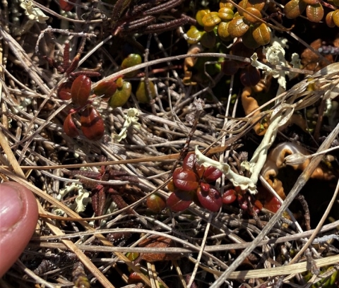 fingertip pointing to tiny white lichen bits that look like white curled strips of paper