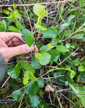 hand holding stem of dime-sides bright green leaves