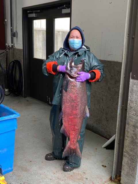 Upriver Bright Fall Chinook salmon