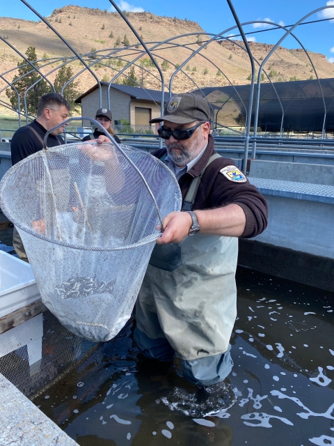 working with juvenile fish