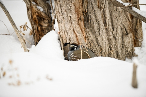 Quail in snow by tree