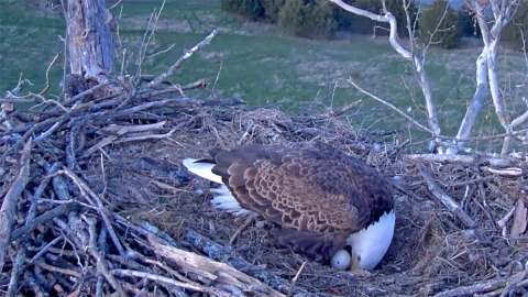 NCTC Eagle with eggs showing small crack for beginning stage of hatching